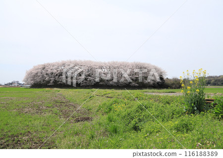 Cherry blossoms at Busujima Castle ruins 116188389