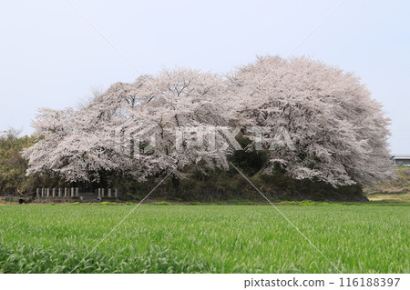 Cherry blossoms at Busujima Castle ruins 116188397