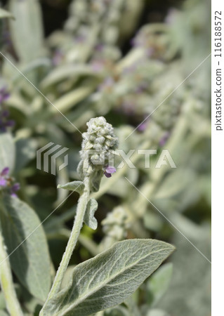 Lambs ears Silver Carpet 116188572