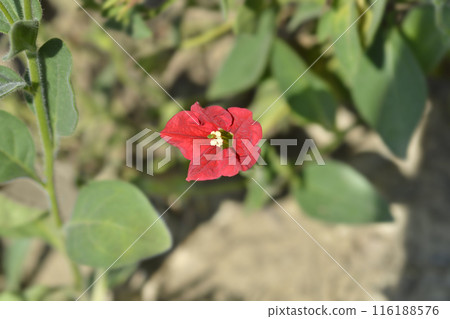 Brazilian red petunia 116188576