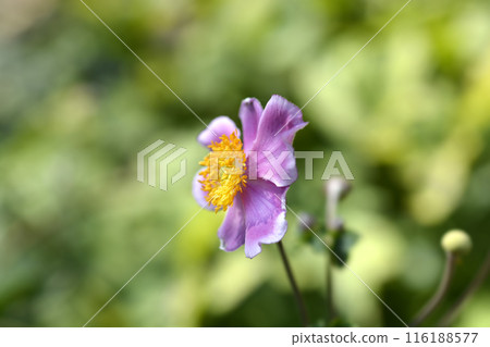 Japanese anemone Prinz Heinrich Japanese anemone Prinz Heinrich 116188577