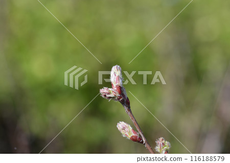 Alder-leaved serviceberry Mandam 116188579