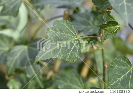 English Ivy Green Ripple 116188580