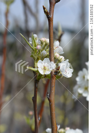 Pear tree Jelka Pear tree Jelka 116188582