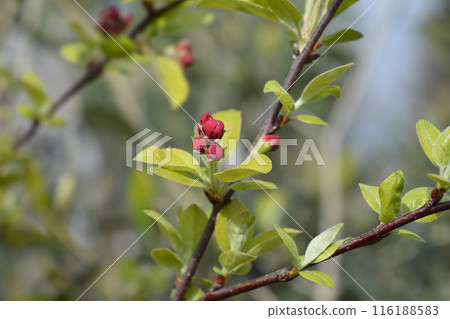 Crab apple Evereste Crab apple Evereste 116188583