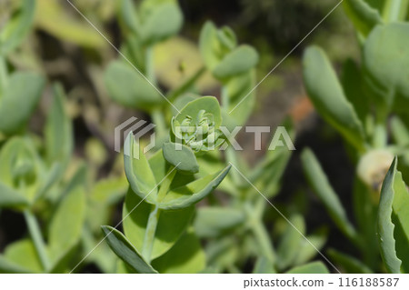 Stonecrop Lisa 116188587