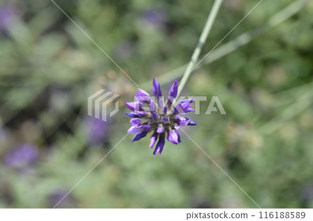 Bitumen trefoil 116188589