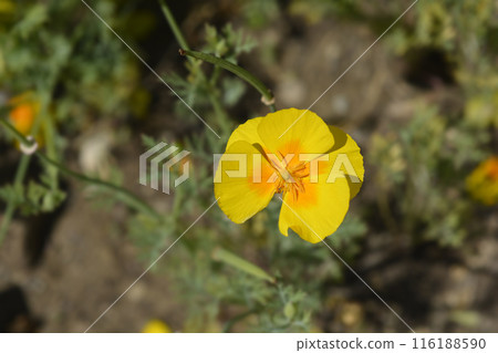 Golden poppy 116188590