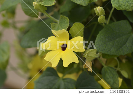 Black-eyed Susan vine 116188591