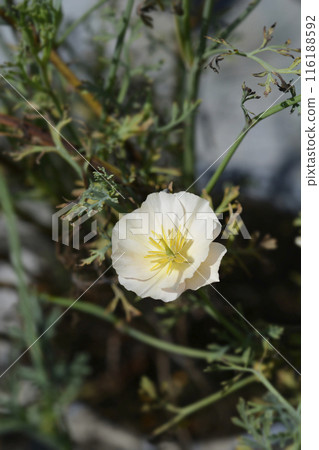 Golden poppy flower Golden poppy flower 116188592