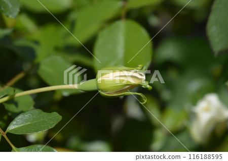 Rose Vidia Rose Vidia 116188595