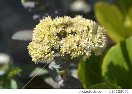 Stonecrop Seduction Yellow Delicat 116188601