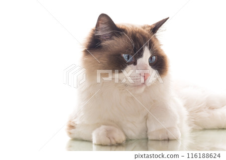 Beautiful young healthy Ragdoll cat on a white background. 116188624