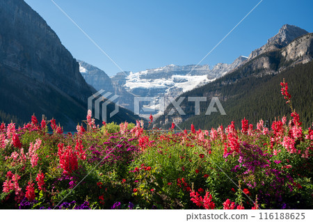 Fall in Lake Louise. Banff National Park Landscape Photography. Canadian Rockies Autumn Scenery. Alberta, Canada. 116188625