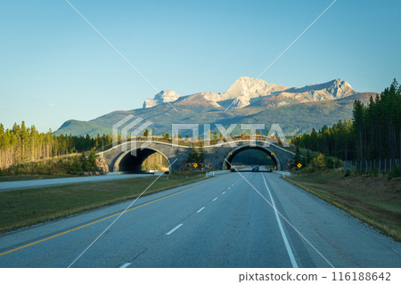 Animal Crossing Bridge on Trans Canada Highway, Banff National Park. Alberta, Canada. 116188642