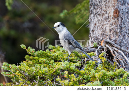 Canada Jay on a branch of tree. Banff National Park, Canadian Rockies, Alberta, Canada. Close-up shot. Gray jay, grey jay, camp robber, whisky jack. Canada Jay on a branch of tree. Banff National Park, Canadian Rockies, Alberta, Canada. Close-up shot. Gray jay, grey jay, camp robber, whisky jack. 116188643