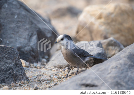 Close-up shot on a Canada Jay. Banff National Park, Canadian Rockies, Alberta, Canada. Gray jay, grey jay, camp robber, whisky jack. 116188645