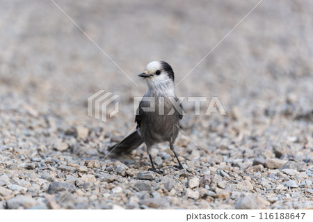 Close-up shot on a Canada Jay. Banff National Park, Canadian Rockies, Alberta, Canada. Gray jay, grey jay, camp robber, whisky jack. 116188647