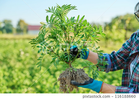 Woman with marigold plant bush, with open root system, preparing to plant Woman with marigold plant bush, with open root system, preparing to plant 116188660