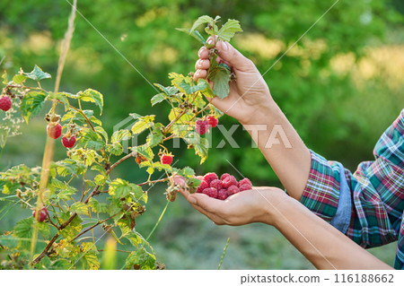 Close up of freshly picked raspberries in woman hands Close up of freshly picked raspberries in woman hands 116188662