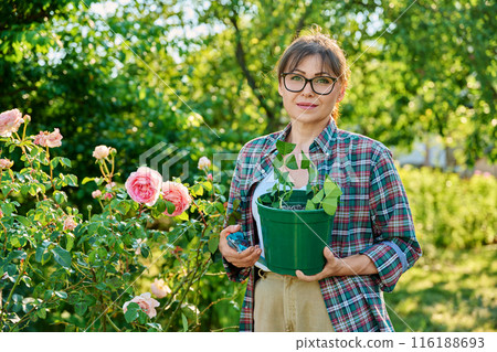 Woman with pot rooting rose cuttings, rooting, growing new plants from cuttings 116188693