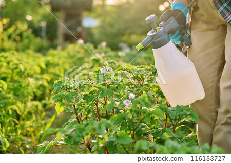 Hands spraying potato plants, protection from fungal diseases, , insect control, fertilizers Hands spraying potato plants, protection from fungal diseases, , insect control, fertilizers 116188727