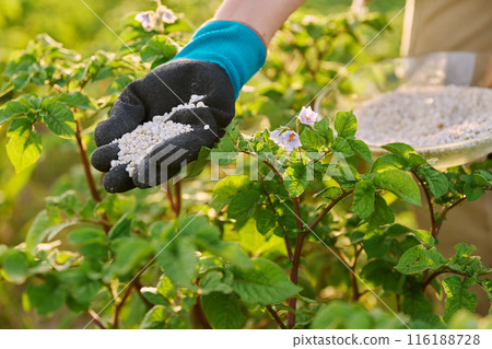 Close up of mineral fertilizers in hands, fertilizing flowering potato plant 116188728