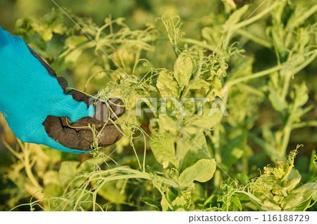 Diseased pea plants affected by bacterial fungal infections Diseased pea plants affected by bacterial fungal infections 116188729