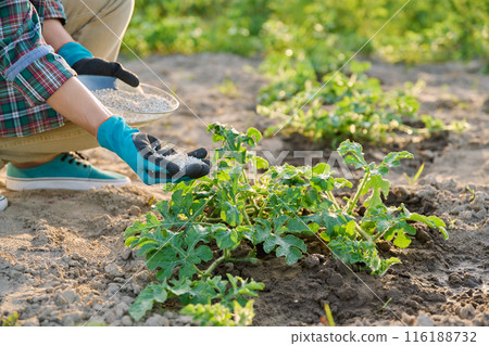 Close up of mineral fertilizers in hands, fertilizing watermelon plant Close up of mineral fertilizers in hands, fertilizing watermelon plant 116188732