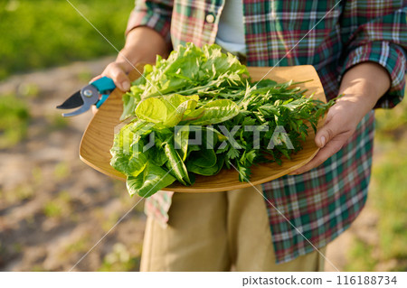 Close-up of green herbs harvest on tray in woman hands, outdoor 116188734