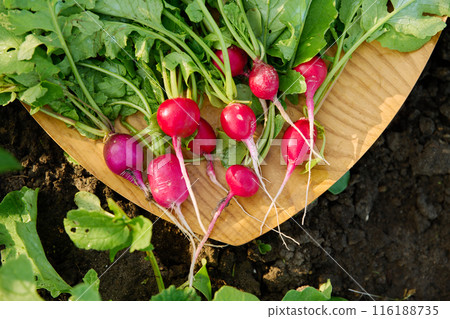 Harvesting radishes on raised wooden box bed 116188735