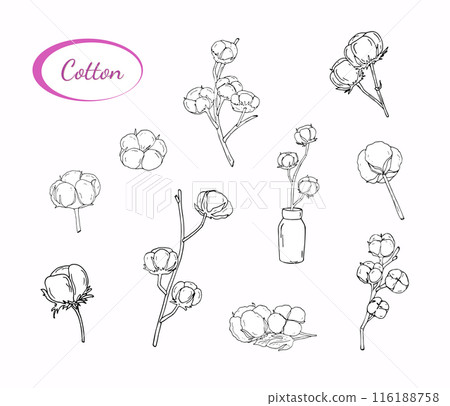 Hand-drawn cotton branch set. Fluffy cotton branch in a vase. Illustration in sketch style, isolated. Print for design of packaging, invitations, and labels. Hand-drawn cotton branch set. Fluffy cotton branch in a vase. Illustration in sketch style, isolated. Print for design of packaging, invitations, and labels. 116188758