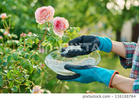 Granular mineral fertilizers for rose plants, spring and summer scheduled feeding Granular mineral fertilizers for rose plants, spring and summer scheduled feeding 116188764