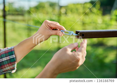 Vineyard, female farmer adjusting the tension of trellis for growing grape vines Vineyard, female farmer adjusting the tension of trellis for growing grape vines 116188769