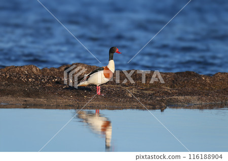 Morning male common shelduck (Tadorna tadorna) Morning male common shelduck (Tadorna tadorna) 116188904