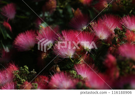 Albizia julibrissin, the Persian silk tree 116188906