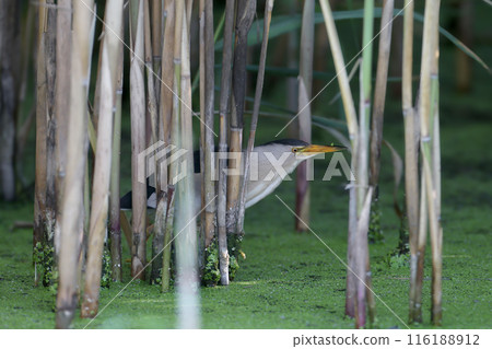 The little bittern or common little bittern (Ixobrychus minutus) The little bittern or common little bittern (Ixobrychus minutus) 116188912