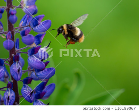 Bribery bumblebee 116189067