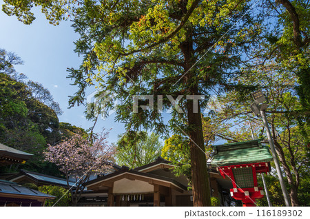 江島神社境內 116189302