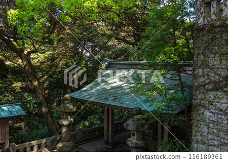 Enoshima Shrine: Chozuya surrounded by fresh greenery 116189361