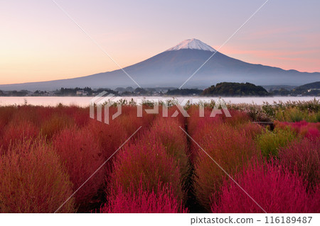 Morning of Kawaguchiko Morning of Kawaguchiko 116189487