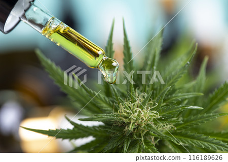 Oil cbd in a glass bottle, with a pipette, Medical marijuana concept 116189626