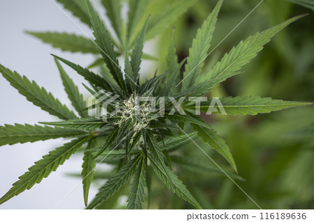 Weed medicine leaf, Grow indica flowering, Cannabis plant, Marijuana Weed medicine leaf, Grow indica flowering, Cannabis plant, Marijuana 116189636