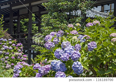 Hydrangeas at Amabiki Kannon Temple in Sakuragawa City, Ibaraki Prefecture 116189700