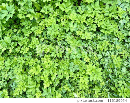 Green grass texture background. Natural green grass texture. Top view. 116189954