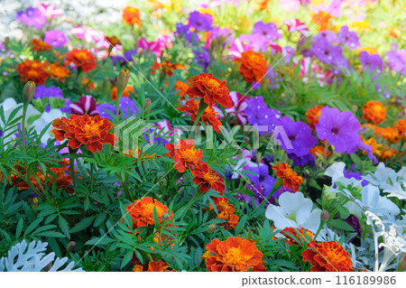 Marigolds are used in all types of flowers. Flowerbed. Blossoming flowers. Sunny. Marigolds are used in all types of flowers. Flowerbed. Blossoming flowers. Sunny. 116189986
