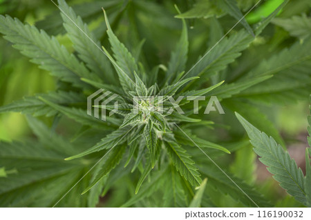 Cannabis leaf and marijuana plant. medical marijuana cannabis Cannabis leaf and marijuana plant. medical marijuana cannabis 116190032