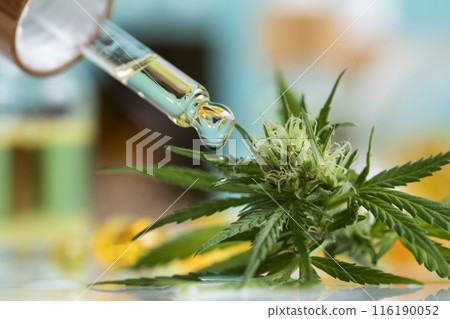 Set of essential oil cbd in a glass bottle, with a pipette, marijuana concept. Set of essential oil cbd in a glass bottle, with a pipette, marijuana concept. 116190052