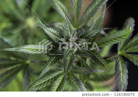 Marijuana cannabis leaf in the light 116190070