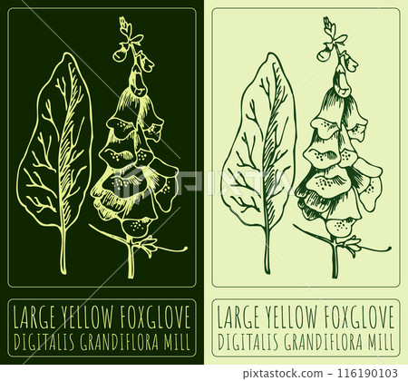 Vector drawing LARGE YELLOW FOXGLOVE. Hand drawn illustration. The Latin name is DIGITALIS GRANDIFLORA MILL 116190103